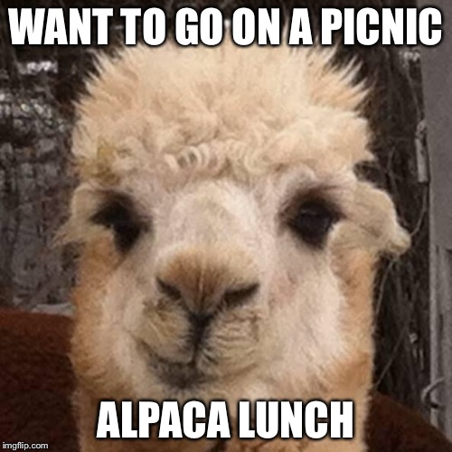Alpaca Smirk | WANT TO GO ON A PICNIC; ALPACA LUNCH | image tagged in alpaca smirk | made w/ Imgflip meme maker