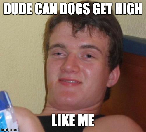 10 Guy | DUDE CAN DOGS GET HIGH; LIKE ME | image tagged in memes,10 guy | made w/ Imgflip meme maker