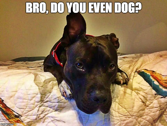 BRO, DO YOU EVEN DOG? | image tagged in sensible teddy | made w/ Imgflip meme maker