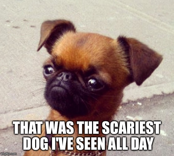 Crumpet | THAT WAS THE SCARIEST DOG I'VE SEEN ALL DAY | image tagged in crumpet | made w/ Imgflip meme maker