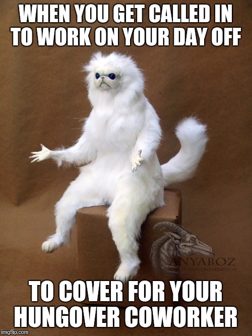 Persian Cat Room Guardian Single Meme | WHEN YOU GET CALLED IN TO WORK ON YOUR DAY OFF; TO COVER FOR YOUR HUNGOVER COWORKER | image tagged in persian cat room guardian | made w/ Imgflip meme maker