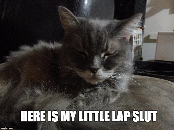 HERE IS MY LITTLE LAP S**T | made w/ Imgflip meme maker