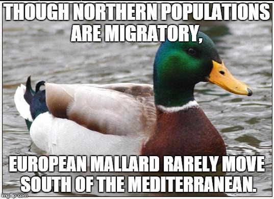 mallard migratory habits | THOUGH NORTHERN POPULATIONS ARE MIGRATORY, EUROPEAN MALLARD RARELY MOVE SOUTH OF THE MEDITERRANEAN. | image tagged in memes,actual advice mallard,funny memes,nature | made w/ Imgflip meme maker