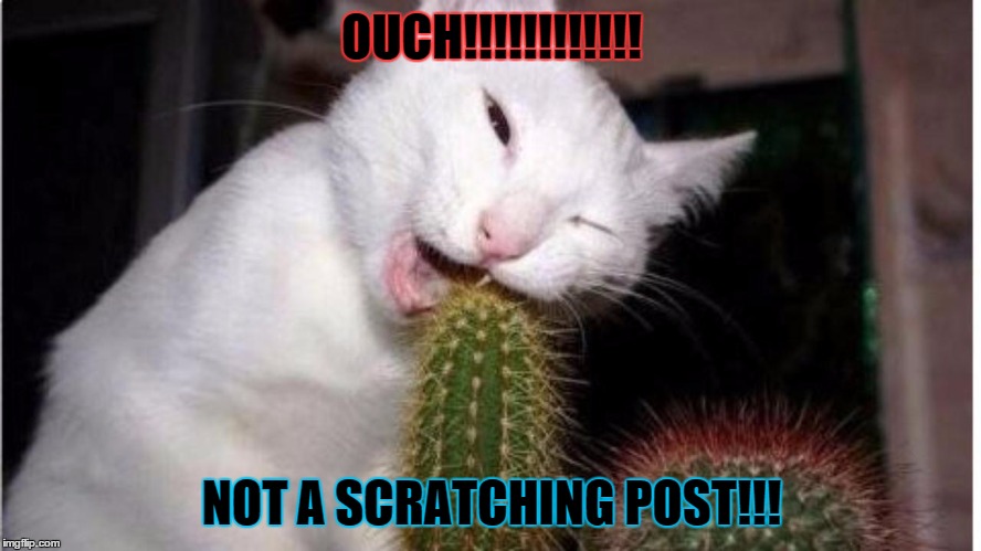 OUCH | OUCH!!!!!!!!!!!! NOT A SCRATCHING POST!!! | image tagged in ouch | made w/ Imgflip meme maker