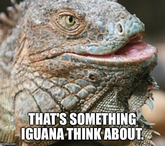 Iguana | THAT'S SOMETHING IGUANA THINK ABOUT. | image tagged in iguana | made w/ Imgflip meme maker