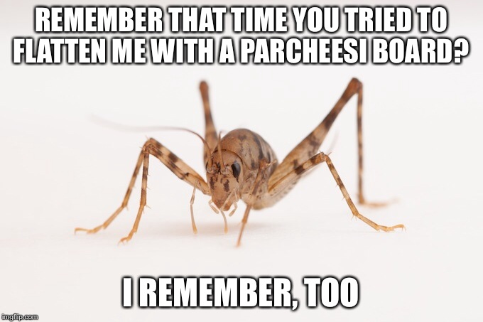 Camel Crickets | REMEMBER THAT TIME YOU TRIED TO FLATTEN ME WITH A PARCHEESI BOARD? I REMEMBER, TOO | image tagged in animals,funny,spider,nope | made w/ Imgflip meme maker