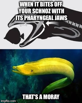 WHEN IT BITES OFF YOUR SCHNOZ WITH ITS PHARYNGEAL JAWS; THAT'S A MORAY | image tagged in animals,funny,eel,that's amore,songs | made w/ Imgflip meme maker
