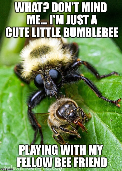 WHAT? DON'T MIND ME... I'M JUST A CUTE LITTLE BUMBLEBEE; PLAYING WITH MY FELLOW BEE FRIEND | image tagged in funny,insect | made w/ Imgflip meme maker