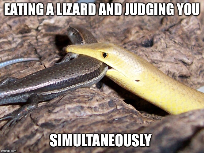 EATING A LIZARD AND JUDGING YOU; SIMULTANEOUSLY | image tagged in funny,judgemental,lizard,funny animals | made w/ Imgflip meme maker