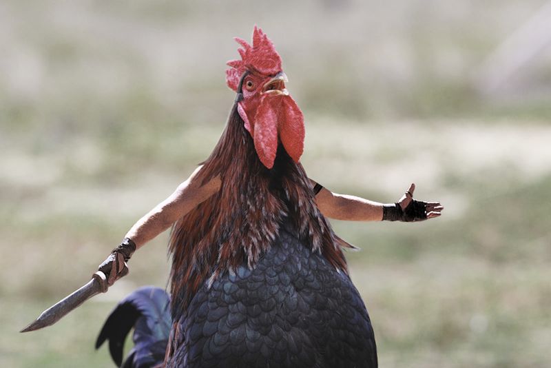 High Quality Gladiator Rooster Blank Meme Template