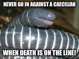 Caecilian | NEVER GO IN AGAINST A CAECILIAN; WHEN DEATH IS ON THE LINE! | image tagged in funny,animals,the princess bride,vizzini | made w/ Imgflip meme maker