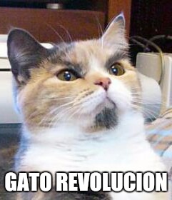 GATO REVOLUCION | image tagged in cats | made w/ Imgflip meme maker