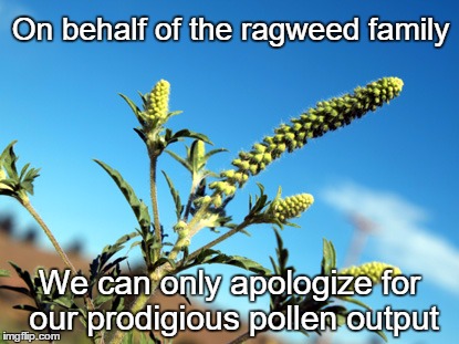 Ragweed Apology | On behalf of the ragweed family; We can only apologize for our prodigious pollen output | image tagged in ragweed,pollen,allergens,allergic reaction,sneeze | made w/ Imgflip meme maker