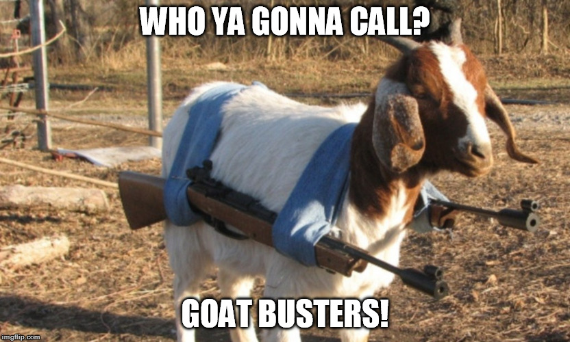 Who ya gonna call?  Goat Busters! | WHO YA GONNA CALL? GOAT BUSTERS! | image tagged in goat,goats,ghostbusters | made w/ Imgflip meme maker