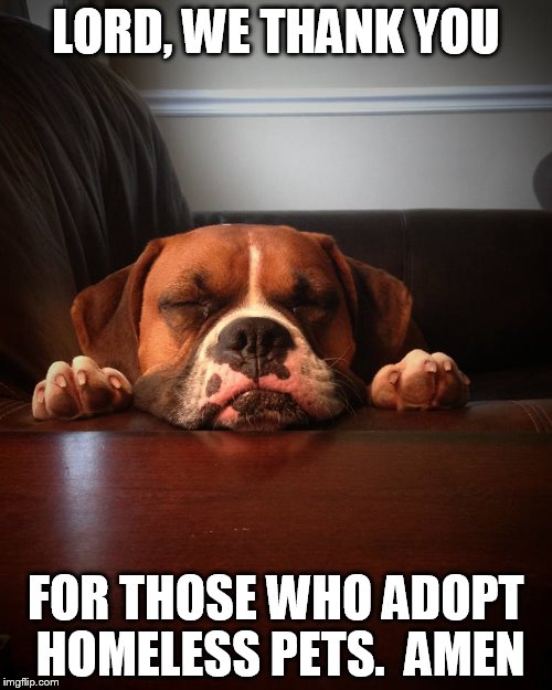 Prayer dog | LORD, WE THANK YOU; FOR THOSE WHO ADOPT HOMELESS PETS.  AMEN | image tagged in prayer dog | made w/ Imgflip meme maker
