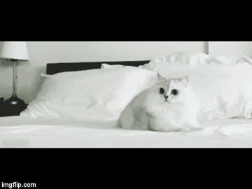 OH MY GAAAAAAAAAD | image tagged in gifs,cats,funny | made w/ Imgflip video-to-gif maker