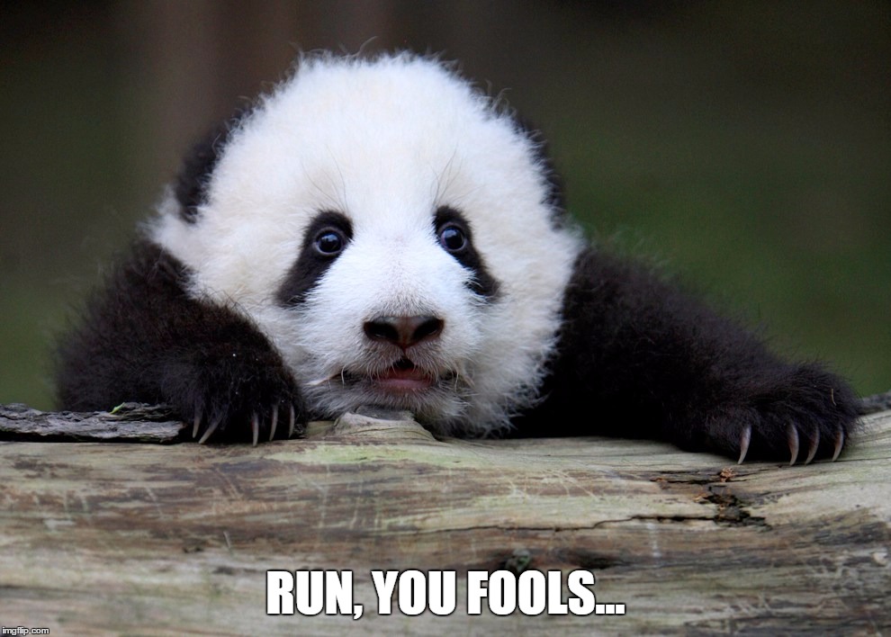 Run, you fools... | RUN, YOU FOOLS... | image tagged in nature,panda,tlotr,tolkien,references | made w/ Imgflip meme maker