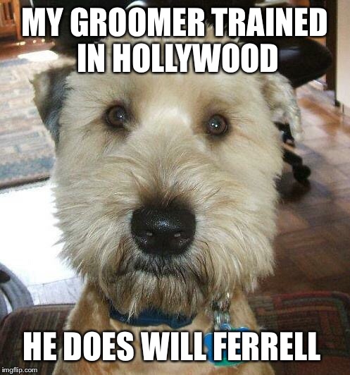 MY GROOMER TRAINED IN HOLLYWOOD; HE DOES WILL FERRELL | image tagged in the most interesting dog in the world | made w/ Imgflip meme maker