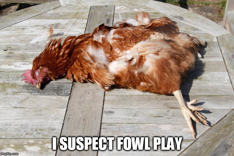 Dead chicken | I SUSPECT FOWL PLAY | image tagged in chicken,anti-joke chicken | made w/ Imgflip meme maker