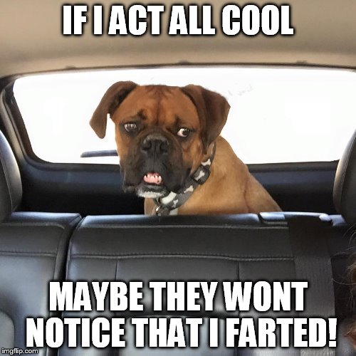 IF I ACT ALL COOL; MAYBE THEY WONT NOTICE THAT I FARTED! | image tagged in boxer car | made w/ Imgflip meme maker