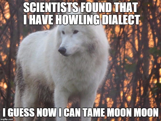 SCIENTISTS FOUND THAT I HAVE HOWLING DIALECT; I GUESS NOW I CAN TAME MOON MOON | image tagged in moon | made w/ Imgflip meme maker