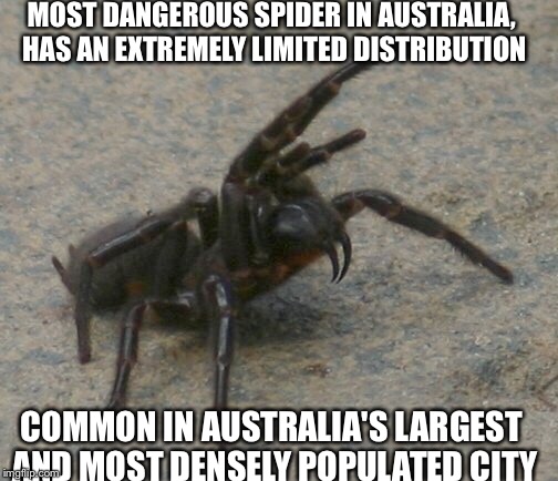  MOST DANGEROUS SPIDER IN AUSTRALIA, HAS AN EXTREMELY LIMITED DISTRIBUTION; COMMON IN AUSTRALIA'S LARGEST AND MOST DENSELY POPULATED CITY | image tagged in spider,nope,australia,only in australia,animals,funny | made w/ Imgflip meme maker