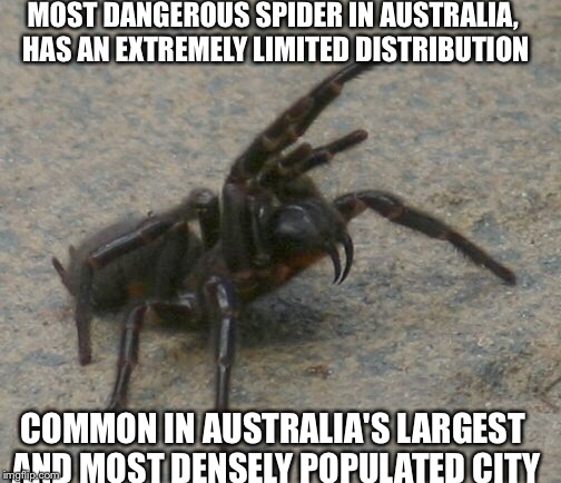 MOST DANGEROUS SPIDER IN AUSTRALIA, HAS AN EXTREMELY LIMITED DISTRIBUTION; COMMON IN AUSTRALIA'S LARGEST AND MOST DENSELY POPULATED CITY | image tagged in spider,nope,australia,only in australia,animals,funny | made w/ Imgflip meme maker