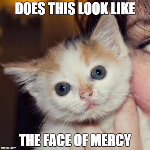Schizophrenia Cat | DOES THIS LOOK LIKE; THE FACE OF MERCY | image tagged in schizophrenia cat | made w/ Imgflip meme maker