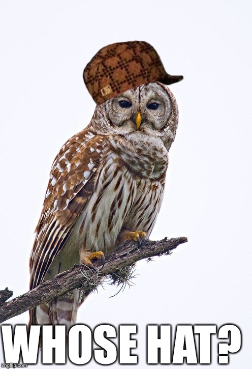 WHOSE HAT? | image tagged in owl,scumbag | made w/ Imgflip meme maker