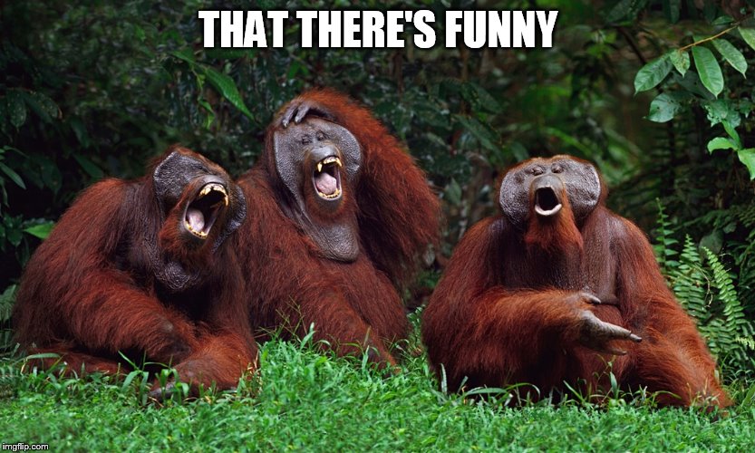 laughing orangutans | THAT THERE'S FUNNY | image tagged in laughing orangutans | made w/ Imgflip meme maker