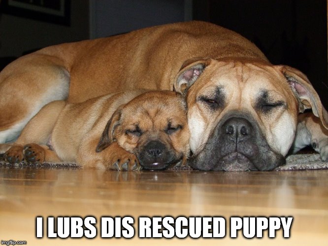 I LUBS DIS RESCUED PUPPY | image tagged in puppy love | made w/ Imgflip meme maker