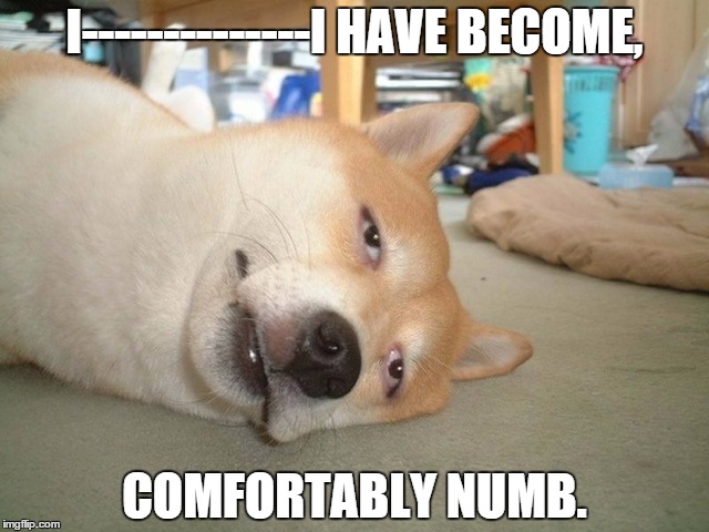 Stoner Dog. | I--------------I HAVE BECOME, COMFORTABLY NUMB. | image tagged in dog,stoned | made w/ Imgflip meme maker