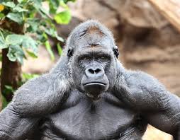 High Quality pissed off gorilla  Blank Meme Template