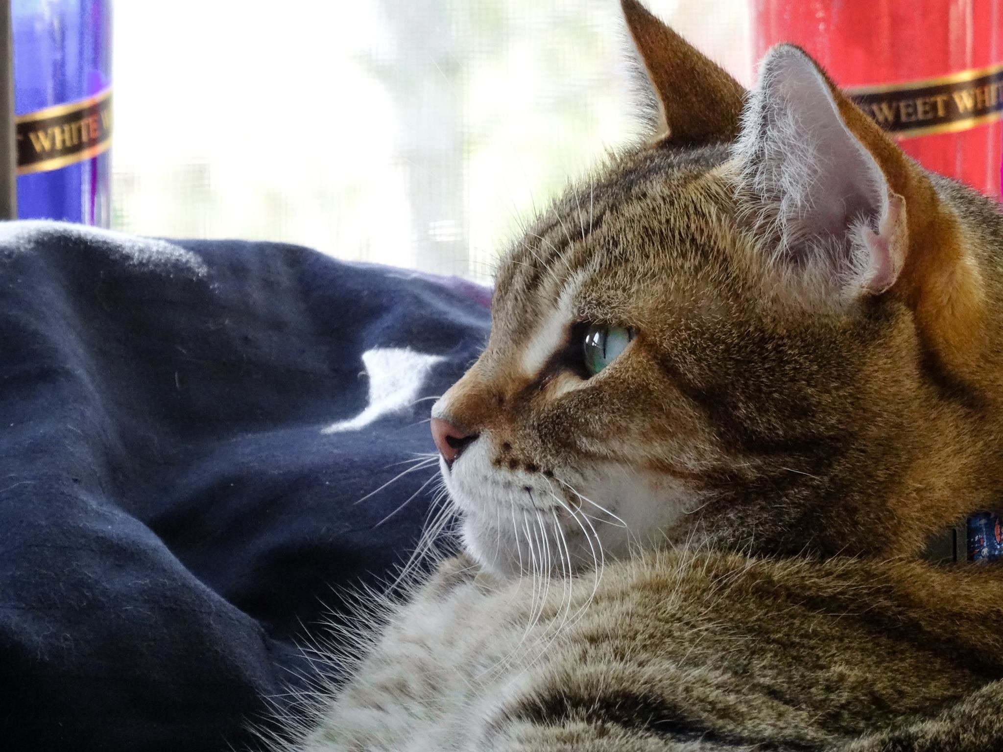 Thoughtful Cat Blank Meme Template