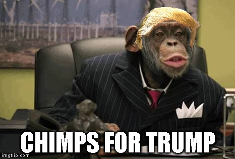 chimp suit | CHIMPS FOR TRUMP | image tagged in chimp suit | made w/ Imgflip meme maker