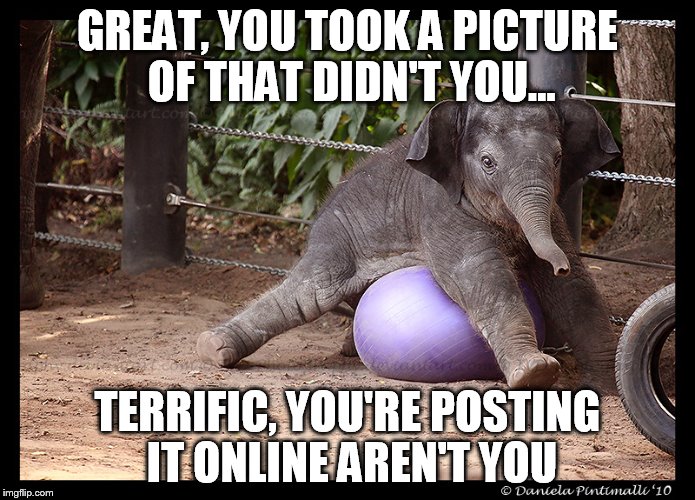 I'm so glad I didn't grow up in a time where every spastic move I pulled got posted... | GREAT, YOU TOOK A PICTURE OF THAT DIDN'T YOU... TERRIFIC, YOU'RE POSTING IT ONLINE AREN'T YOU | image tagged in memes,funny,animals,clumsy,elephant | made w/ Imgflip meme maker