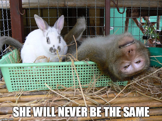 Rabbit | SHE WILL NEVER BE THE SAME | image tagged in funny,memes,funny memes,rabbit,monkey | made w/ Imgflip meme maker