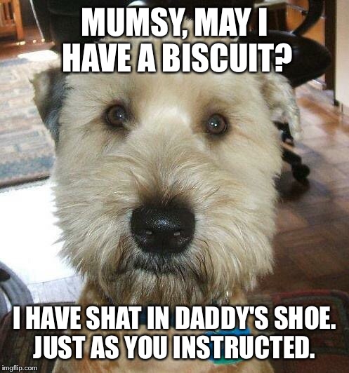 MUMSY, MAY I HAVE A BISCUIT? I HAVE SHAT IN DADDY'S SHOE. JUST AS YOU INSTRUCTED. | image tagged in the most interesting dog in the world | made w/ Imgflip meme maker