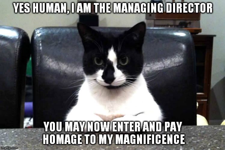 Boss Kitty | YES HUMAN, I AM THE MANAGING DIRECTOR; YOU MAY NOW ENTER AND PAY HOMAGE TO MY MAGNIFICENCE | image tagged in kitty,boss,cat | made w/ Imgflip meme maker