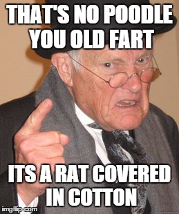 Back In My Day Meme | THAT'S NO POODLE YOU OLD FART ITS A RAT COVERED IN COTTON | image tagged in memes,back in my day | made w/ Imgflip meme maker