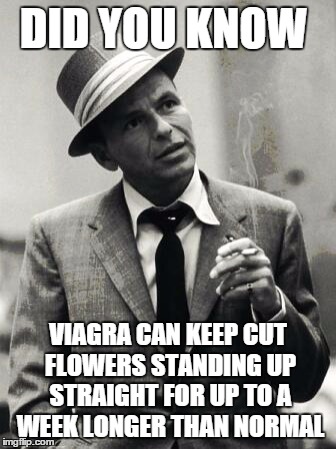 Freaky Facts Frank | DID YOU KNOW; VIAGRA CAN KEEP CUT FLOWERS STANDING UP STRAIGHT FOR UP TO A WEEK LONGER THAN NORMAL | image tagged in freaky facts frank | made w/ Imgflip meme maker