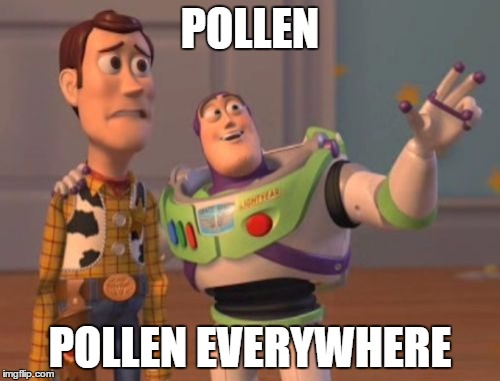 X, X Everywhere | POLLEN; POLLEN EVERYWHERE | image tagged in memes,x x everywhere | made w/ Imgflip meme maker