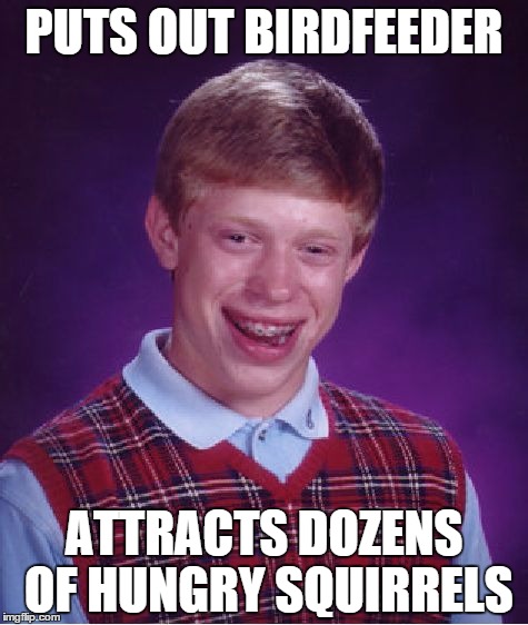 The struggle is real every winter | PUTS OUT BIRDFEEDER; ATTRACTS DOZENS OF HUNGRY SQUIRRELS | image tagged in memes,bad luck brian | made w/ Imgflip meme maker