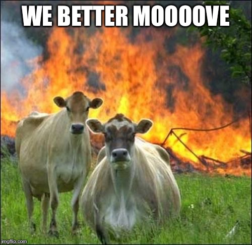 Evil Cows Meme | WE BETTER MOOOOVE | image tagged in memes,evil cows | made w/ Imgflip meme maker