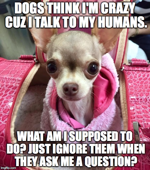 DOGS THINK I'M CRAZY CUZ I TALK TO MY HUMANS. WHAT AM I SUPPOSED TO DO? JUST IGNORE THEM WHEN THEY ASK ME A QUESTION? | image tagged in funny chihuahua,chihuahua,funny dogs | made w/ Imgflip meme maker