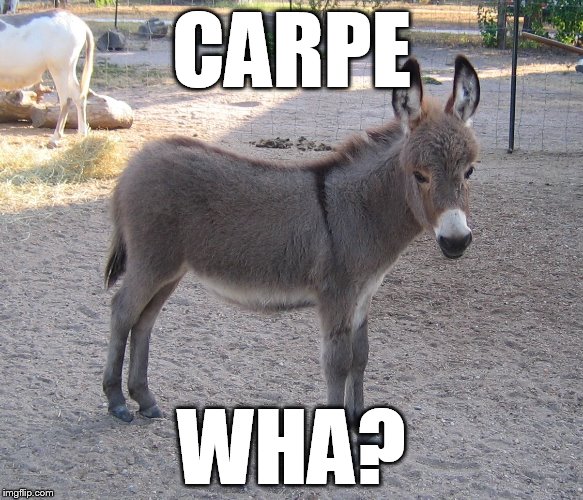 CARPE WHA? | image tagged in dat ass | made w/ Imgflip meme maker