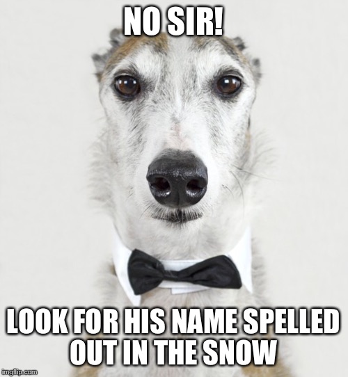 GREYHOUND | NO SIR! LOOK FOR HIS NAME SPELLED OUT IN THE SNOW | image tagged in greyhound | made w/ Imgflip meme maker