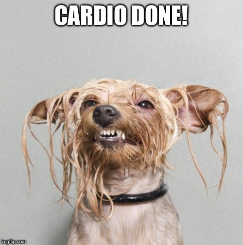 Wet cat | CARDIO DONE! | image tagged in wet cat | made w/ Imgflip meme maker