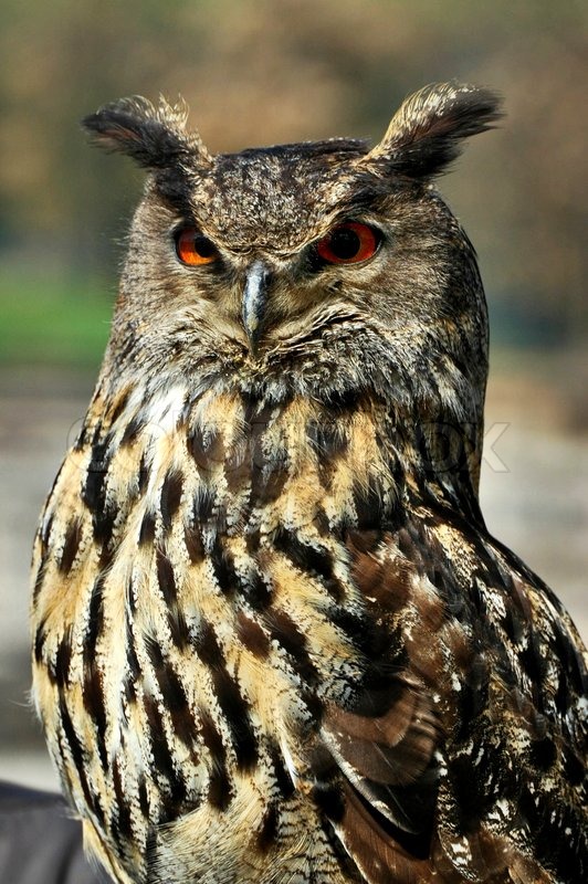 Great horned owl Blank Meme Template