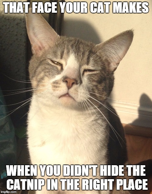Stoner cat | THAT FACE YOUR CAT MAKES; WHEN YOU DIDN'T HIDE THE CATNIP IN THE RIGHT PLACE | image tagged in stoner cat | made w/ Imgflip meme maker